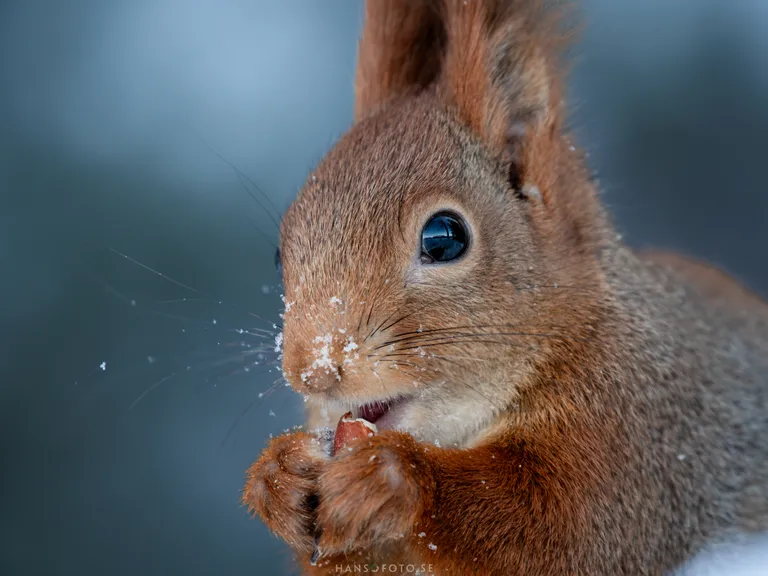 Närbild på ekorre med snö på nosen
