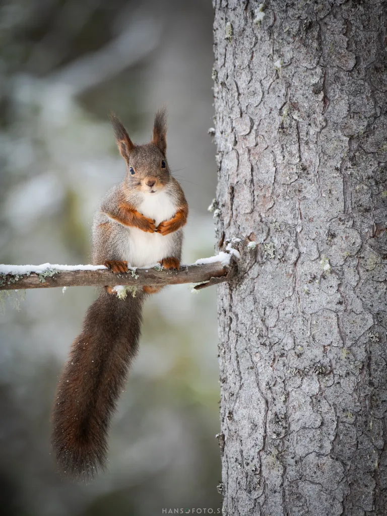 Ekorre på snöig gren i vinterlandskap